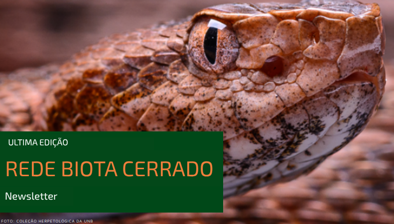 Imagem da newsletter