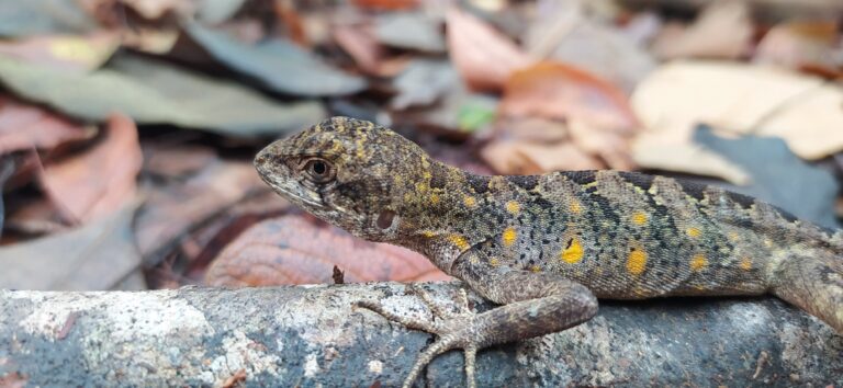 foto site guia dos lagartos