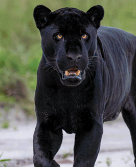 Foto: Reprodução / Obsbio