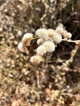 Foto: Reprodução / RBC