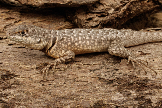 Lagarto Tropidurus torquatus
