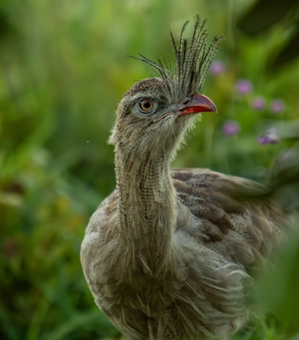 Seriema (Cariama cristata)