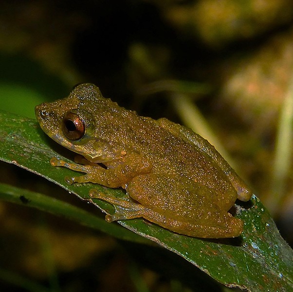 Nova espécie de perereca