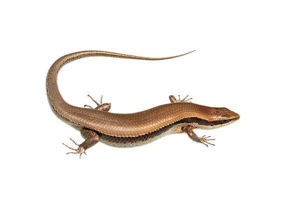 Copeoglossum nigropunctatum