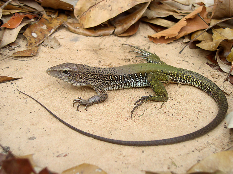 Ciência para orientar prioridades