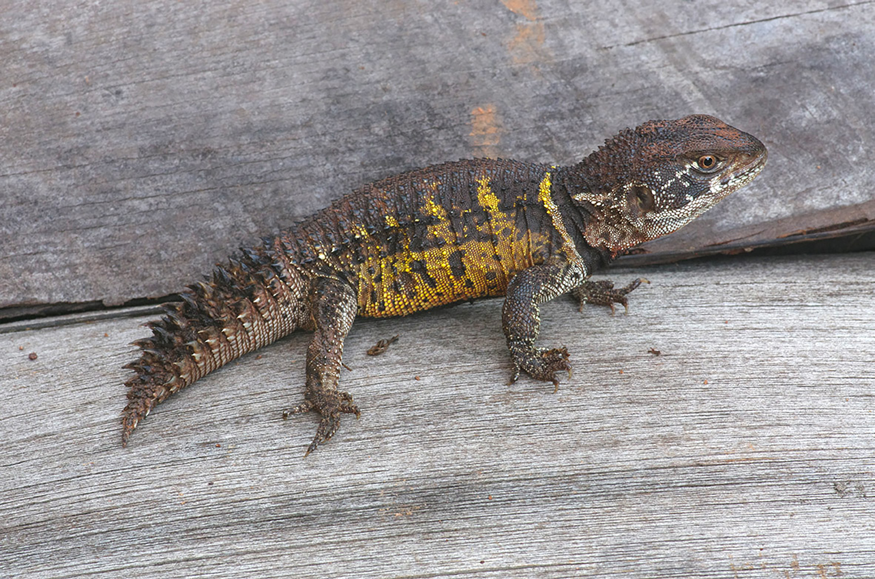 Ciência para orientar prioridades