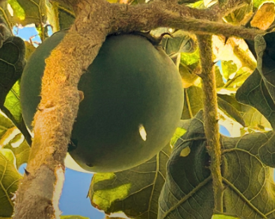 Fruto preferido do lobo-guará
