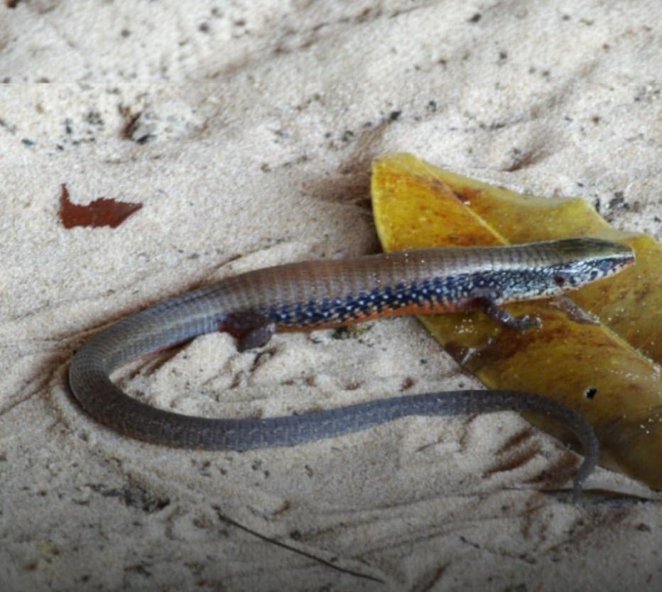 Colobosaura Modesta