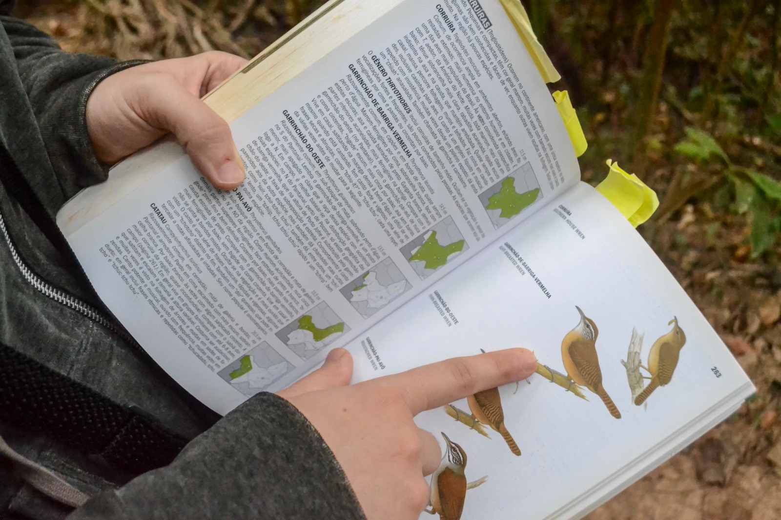Imagem 4.jpeg da expedicao de expedicoes/bioblitz_05_26