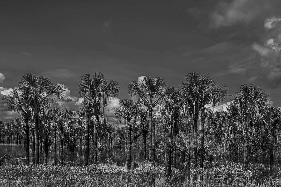 Imagem 103 da Expedição de Reconhecimento de expedicoes/rondonia_25