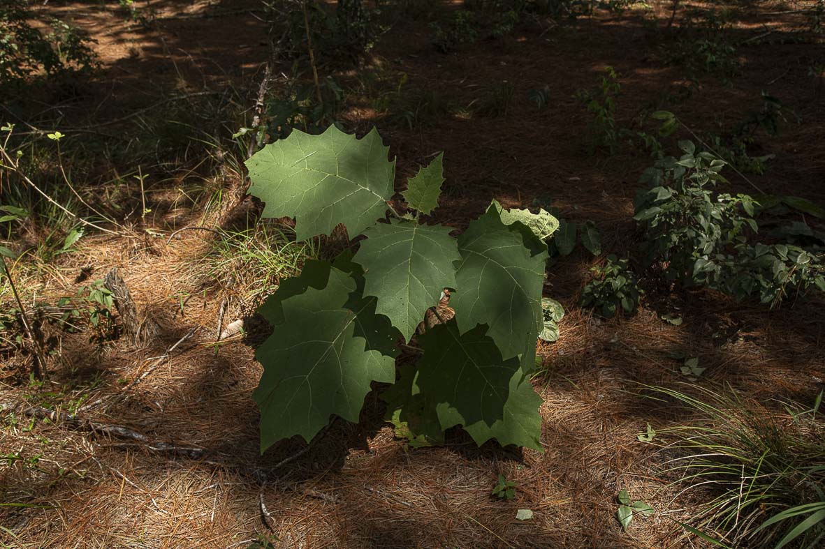 Imagem 49 da Expedição de Reconhecimento de expedicoes/rondonia_25