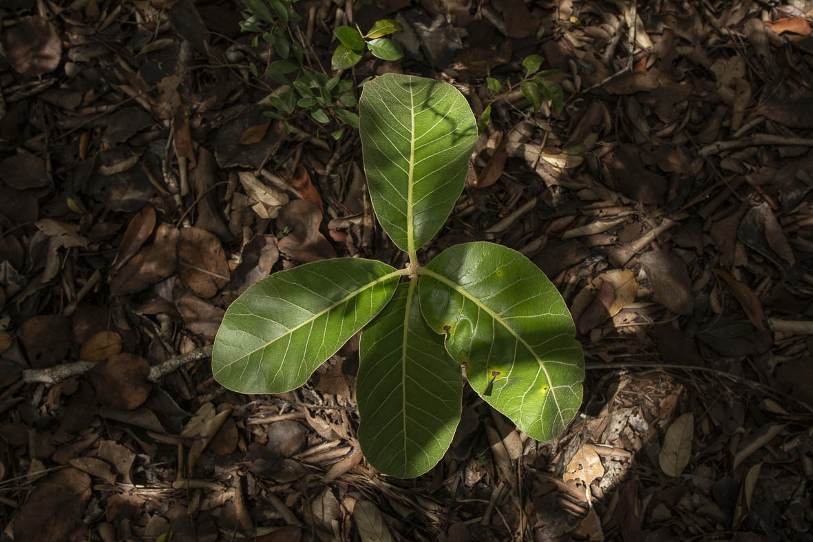 Imagem 50 da Expedição de Reconhecimento de expedicoes/rondonia_25