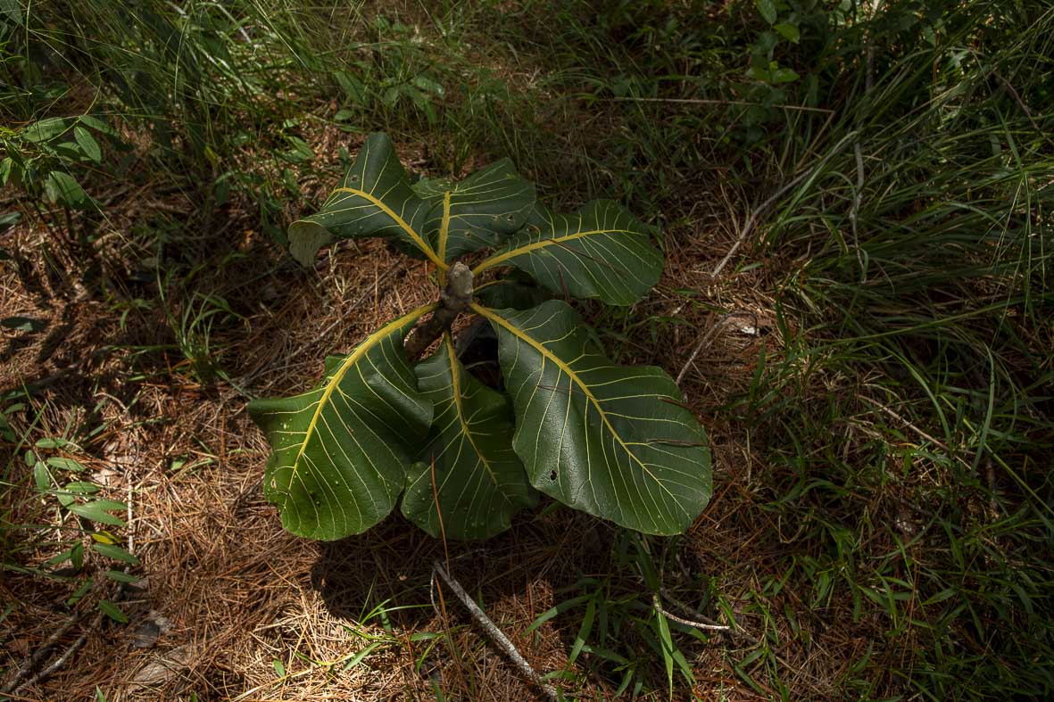 Imagem 57 da Expedição de Reconhecimento de expedicoes/rondonia_25