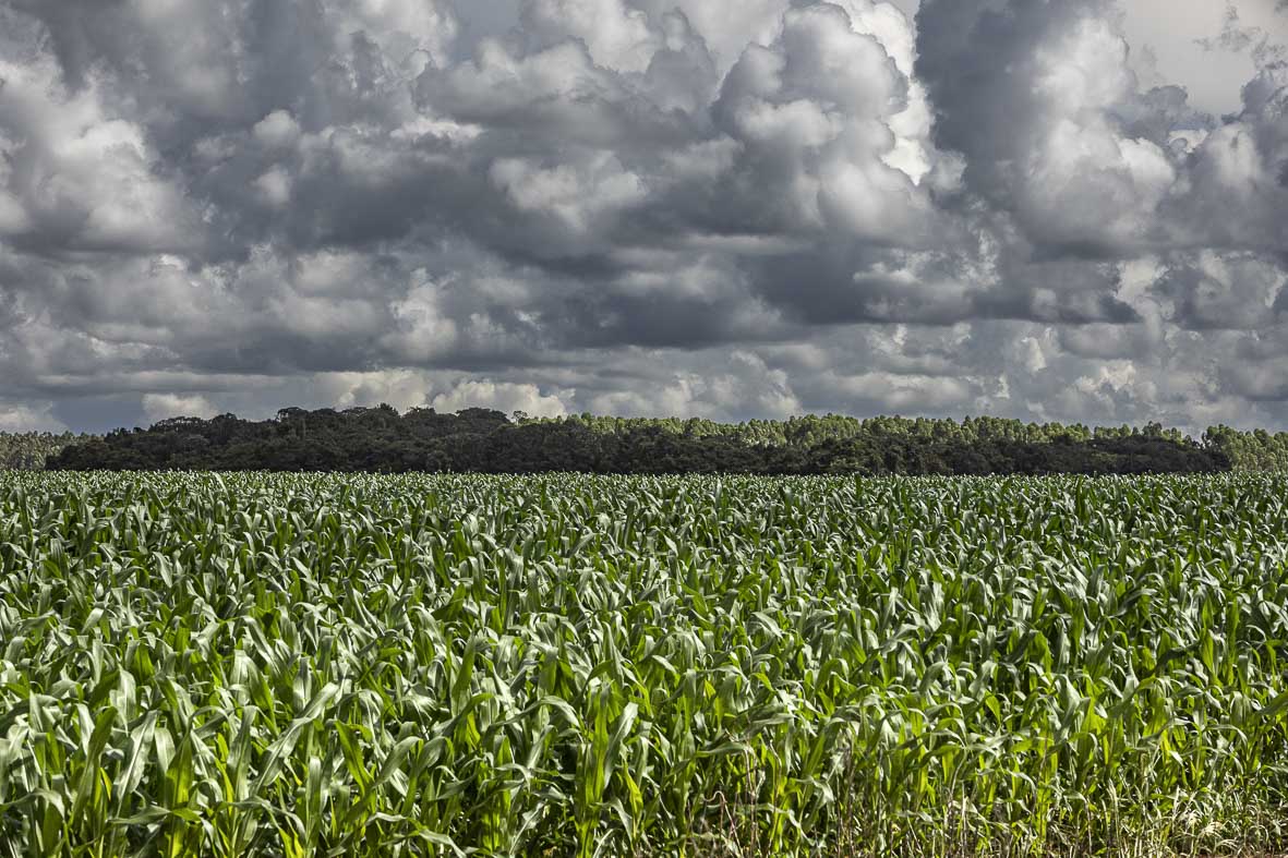 Imagem 58 da Expedição de Reconhecimento de expedicoes/rondonia_25