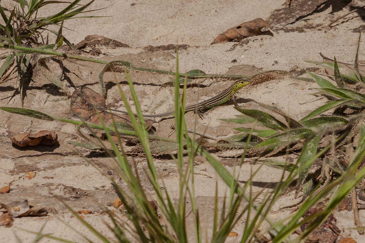 Imagem 65 da Expedição de Reconhecimento de expedicoes/rondonia_25