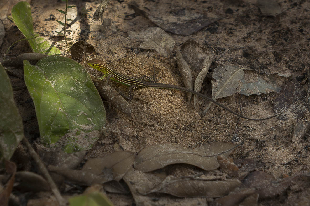 Imagem 67 da Expedição de Reconhecimento de expedicoes/rondonia_25