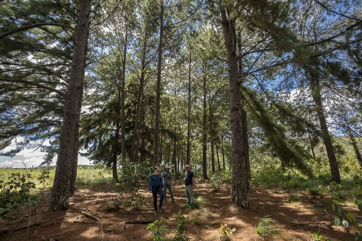 Imagem 77 da Expedição de Reconhecimento de expedicoes/rondonia_25