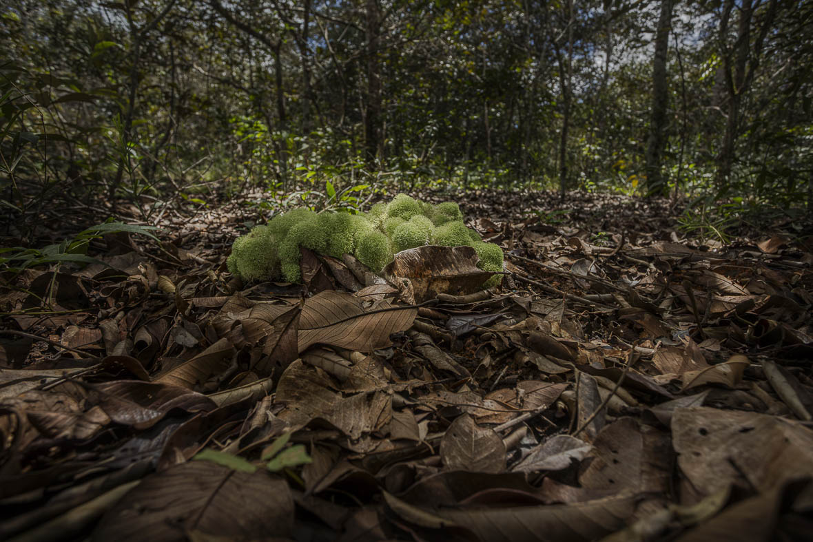 Imagem 79 da Expedição de Reconhecimento de expedicoes/rondonia_25