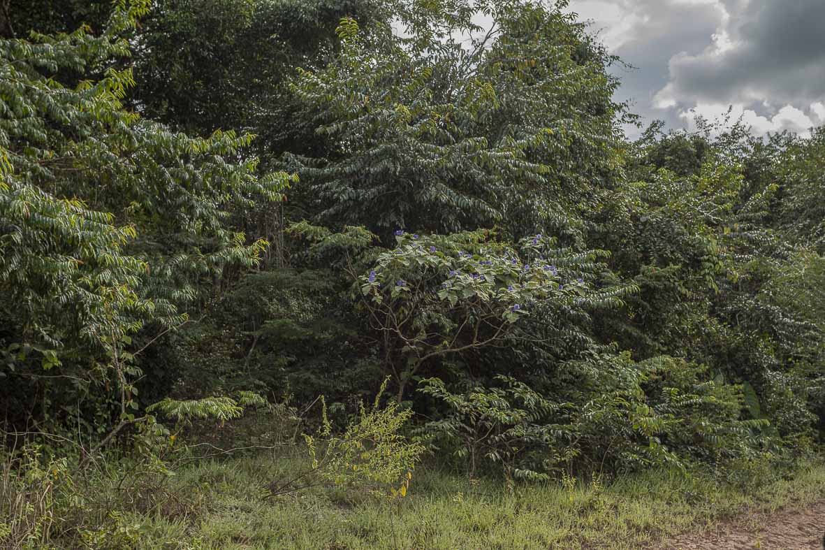 Imagem 90 da Expedição de Reconhecimento de expedicoes/rondonia_25