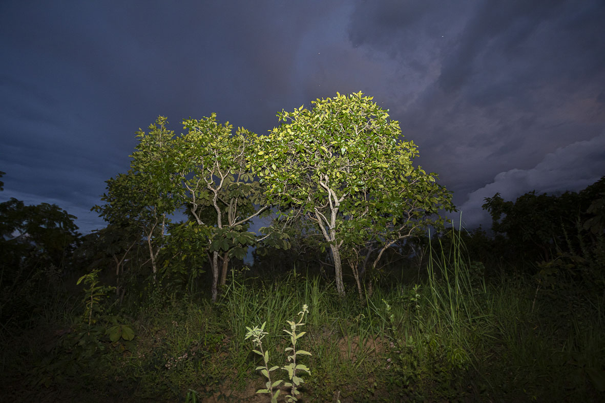 Imagem 92 da Expedição de Reconhecimento de expedicoes/rondonia_25