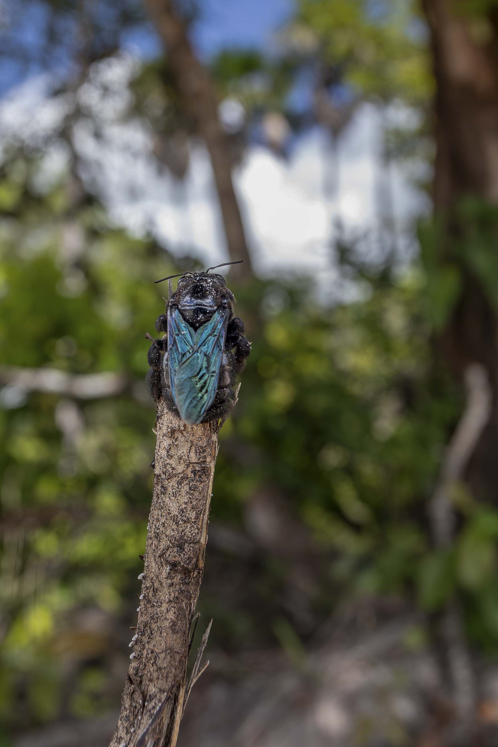 Imagem 39 da viagem de reconhecimento de expedicoes/urbanoSantos