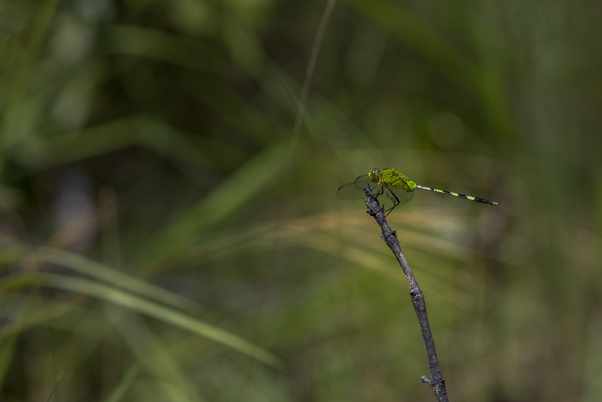 Imagem 48 da viagem de reconhecimento de expedicoes/urbanoSantos