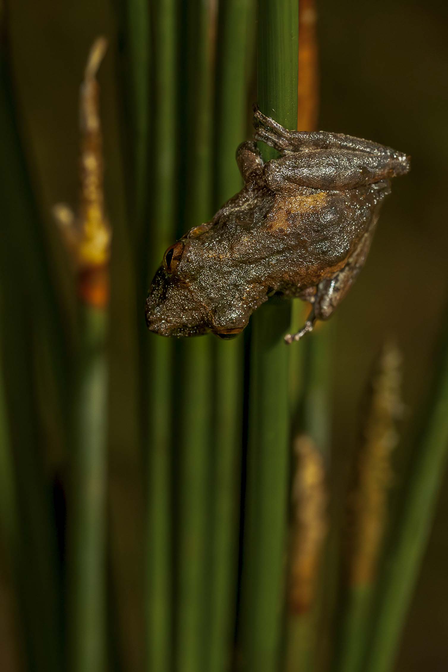 Imagem 7 da viagem de reconhecimento de expedicoes/urbanoSantos