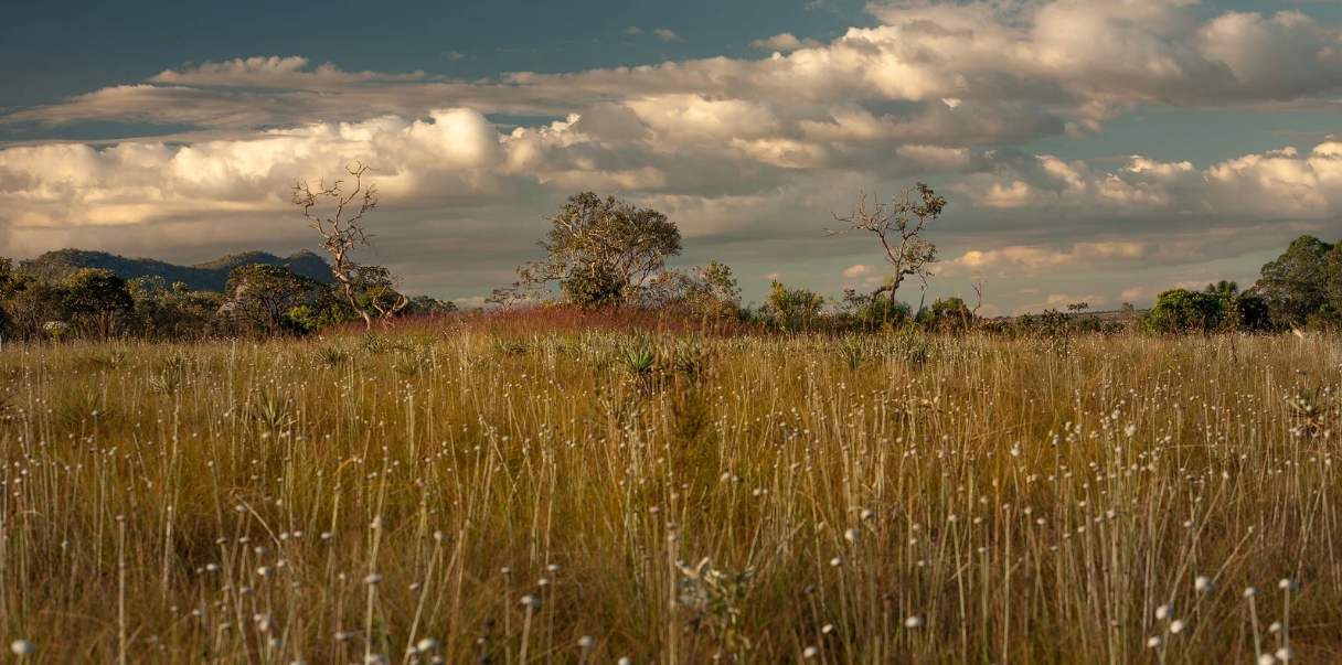 Mamíferos do Cerrado