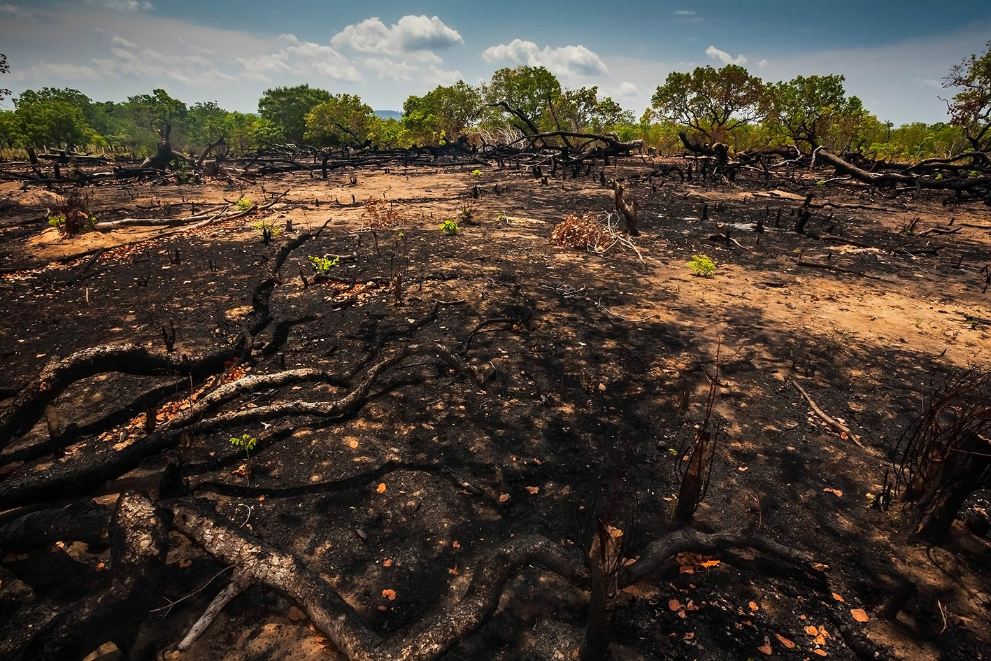 Área de Cerrado devastada em Carolina, no Maranhão.