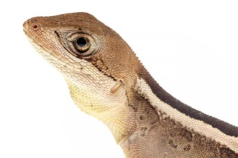 Professor Reuber Brandão no programa CB.Agro.