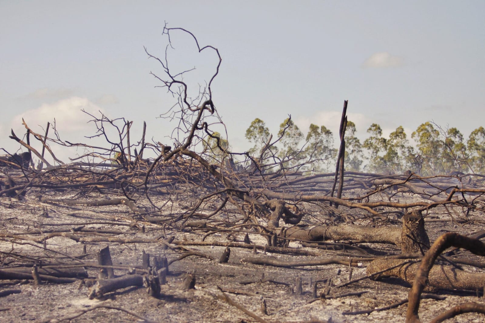 Com menção honrosa para o projeto 'Fogo na Fake', Rede Biota Cerrado destaca a urgência climática no 25º ENEJor