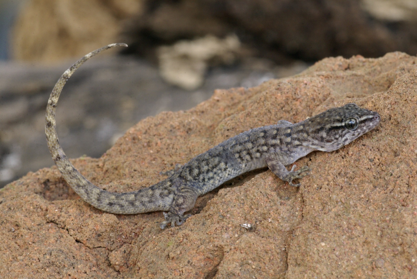 Com menção honrosa para o projeto 'Fogo na Fake', Rede Biota Cerrado destaca a urgência climática no 25º ENEJor